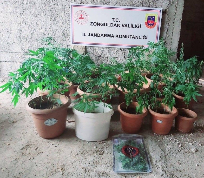 Jandarmadan Kenevi̇r Operasyonu: 2 Gözaltı