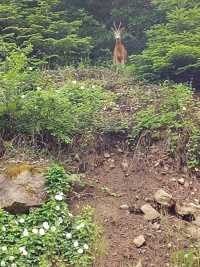 Ormanlık Alanda Gezi̇nen Karaca Cep Telefonu İle Görüntülendi̇