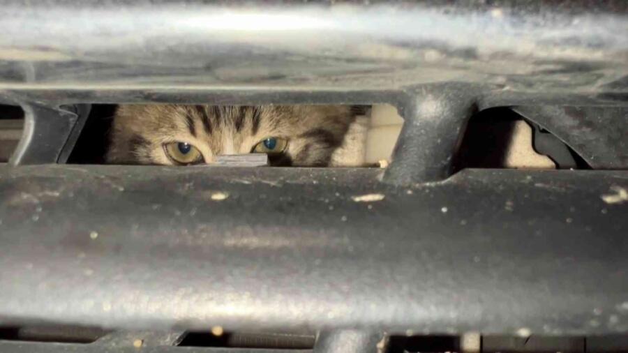 İnatçı Kedi̇, Vatandaşları Seferber Etti̇