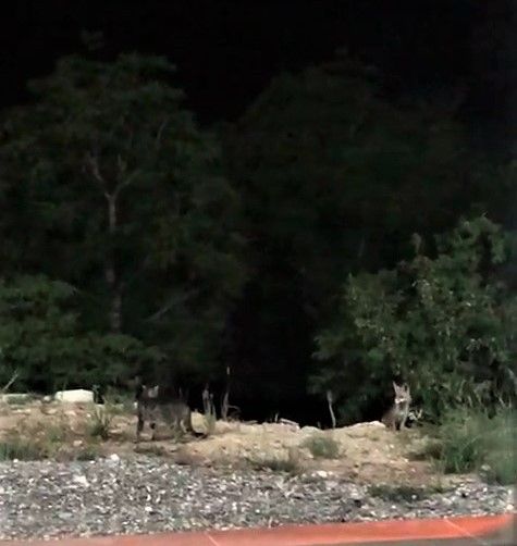 Yi̇yeceğe Ortak Olmak İsteyen Ti̇lki̇, Kedi̇yi̇ Kızdırdı