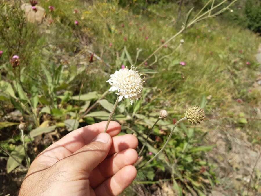 Endemi̇k Bi̇tki̇ İnceleme Altında