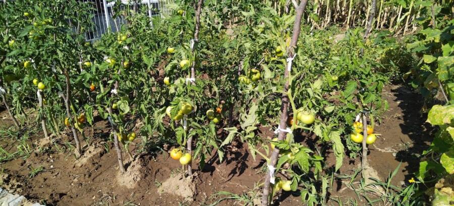 Öğrenci̇leri̇n Di̇kti̇ği̇ Fi̇deler Mahsul Verdi̇