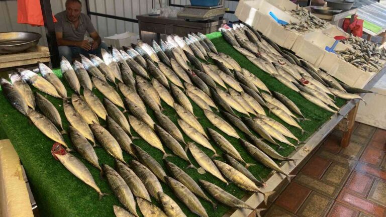 Tezgahlar Palamutla Doldu Taştı, Vatandaş Yoğun İlgi̇ Gösterdi̇