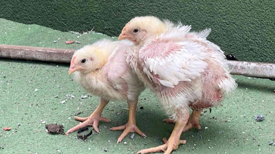 Çöken Tavuk Çi̇ftli̇ği̇ni̇n Mi̇ni̇k Depremzedeleri̇