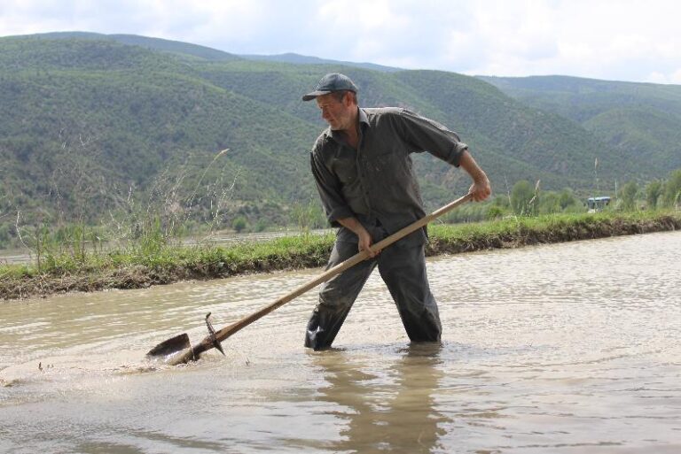 İlk çeltik fabrikasının kurulduğu Tosya’da çeltik ekimi başladı